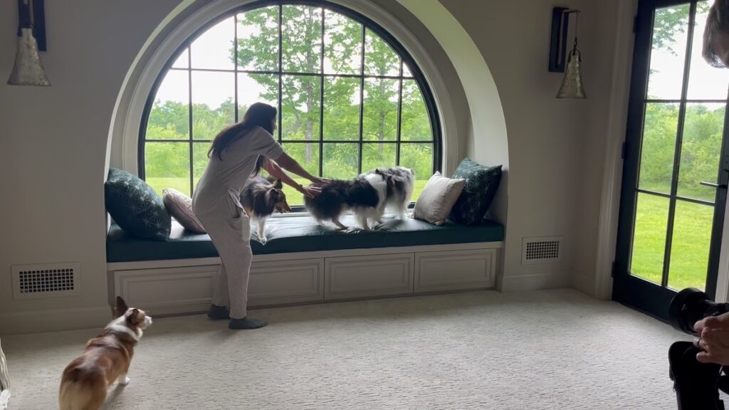 A woman wrangling her dogs onto a built in nook underneath an arched window to show the behind-the-scenes process of a photoshoot